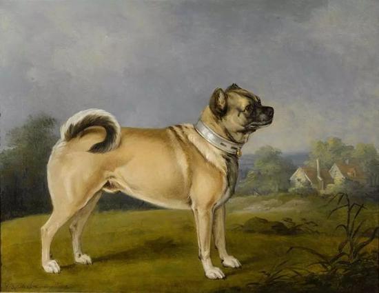 油画中的巴哥犬