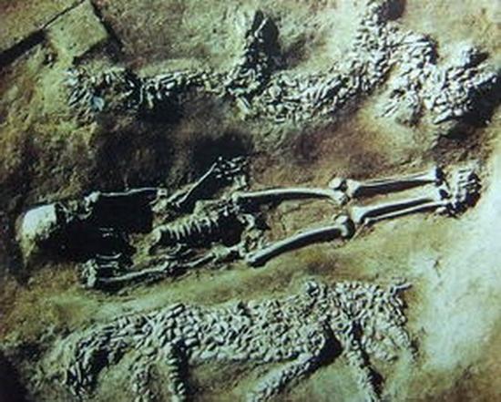 濮阳西水坡遗址出土的蚌塑龙。人骨上面的堆塑为龙，下面为虎。